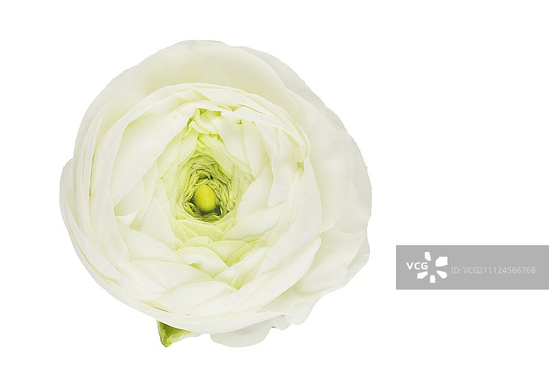 白色背景下的白色毛茛花特写图片素材