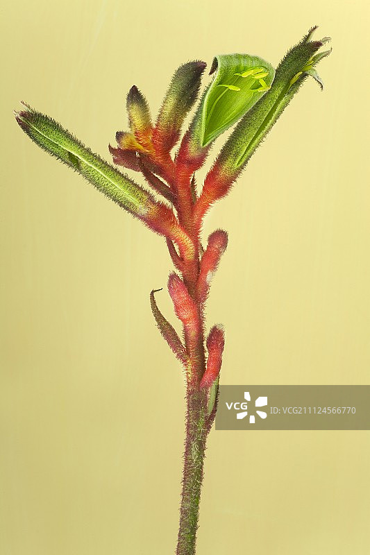 袋鼠花在黄色背景下的特写图片素材