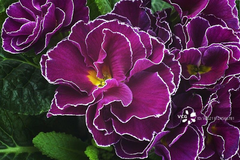 粉色报春花特写图片素材