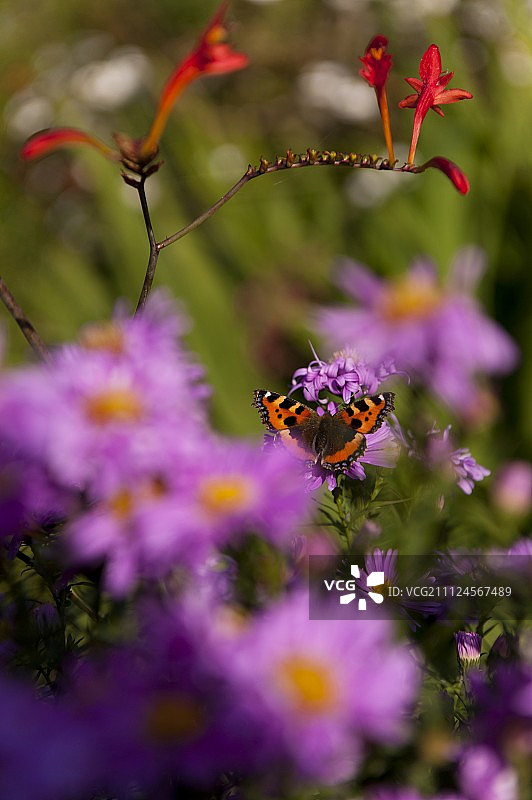 紫色雏菊上的蝴蝶特写图片素材