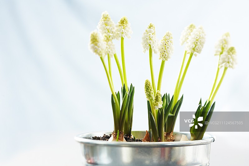 白色背景锌桶中白色葡萄风信子花特写图片素材
