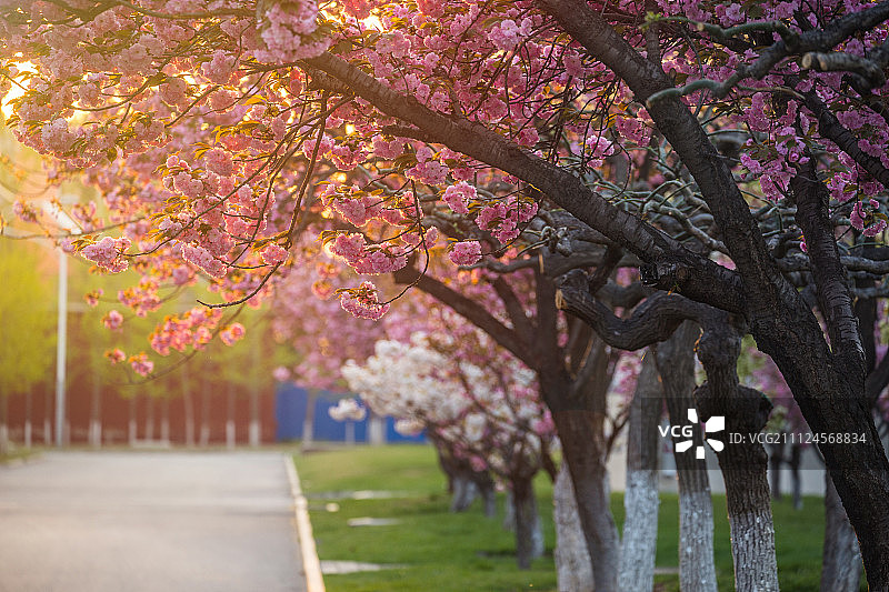 北京耿丹学院樱花图片素材