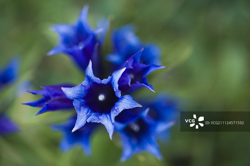 蓝色龙胆花特写图片素材