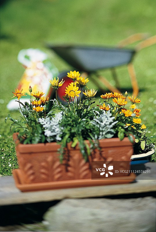 花园里盛开黄色鲜花的漂亮花盆图片素材