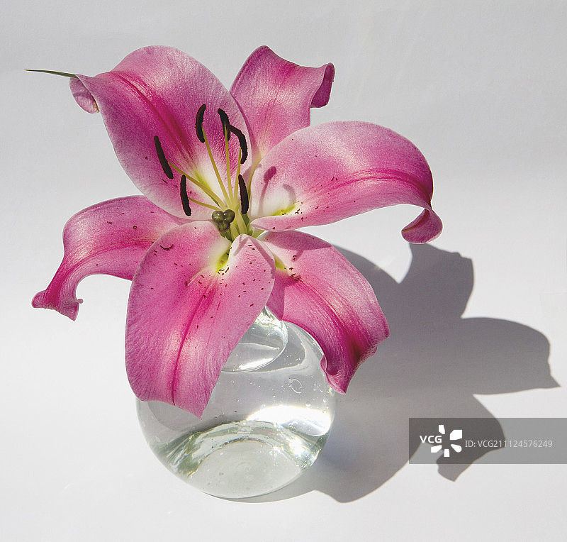 白色背景下玻璃花瓶中的百合花特写图片素材