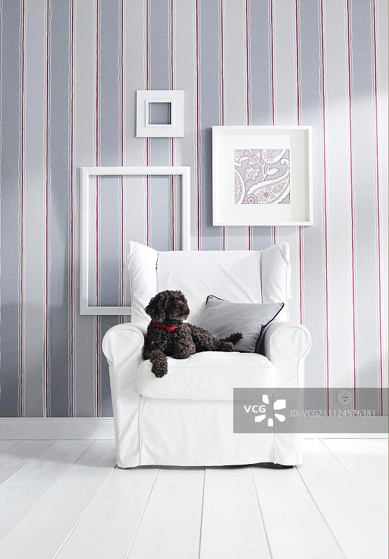 椅子上的狗，条纹壁纸背景带相框图片素材
