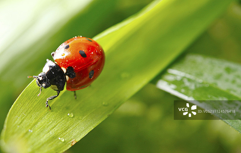 七星瓢虫特写图片素材