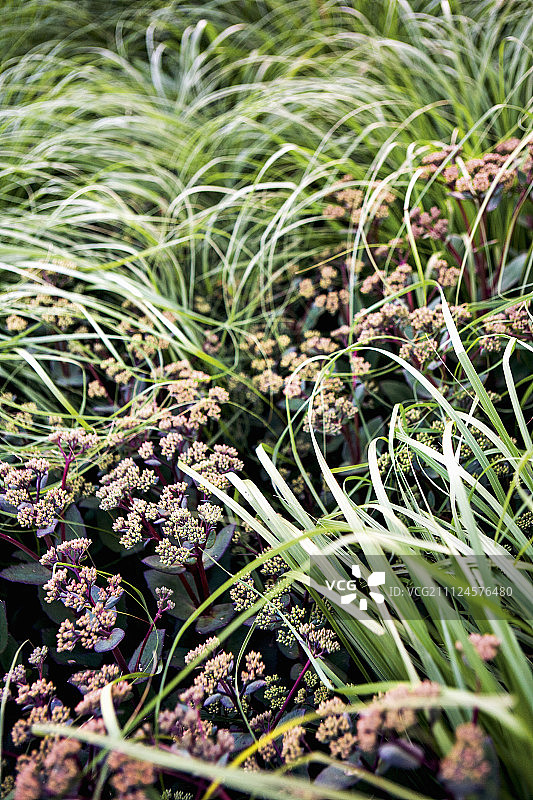 德国条顿堡森林格拉夫利歇公园的草地和鲜花特写图片素材