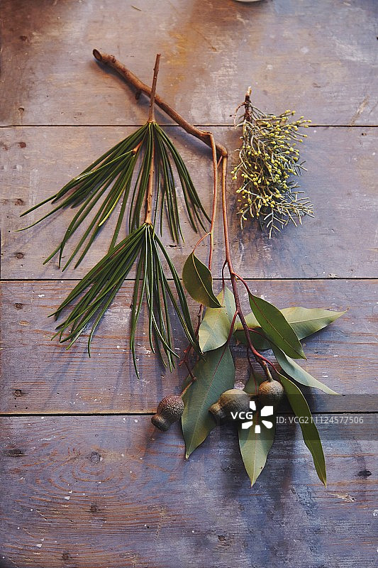 花楸、黑松和柏树的树枝图片素材