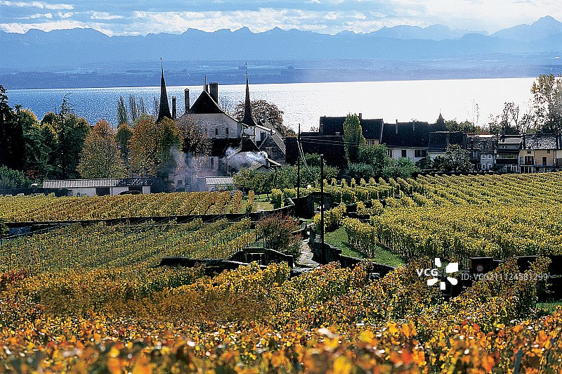 瑞士纳沙泰尔湖岸边的葡萄园景色图片素材