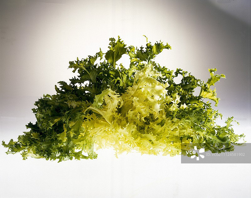 白色背景上的新鲜苦苣图片素材
