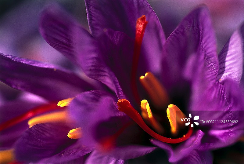 番红花特写图片素材