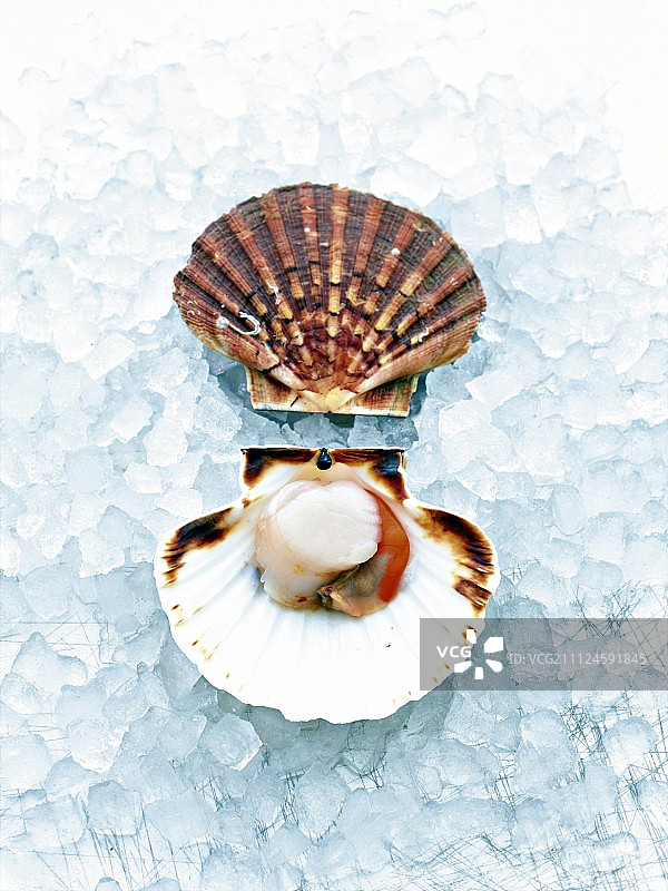 冰上打开的扇贝特写图片素材