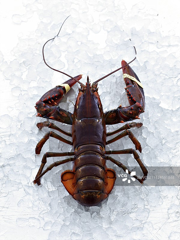 冰上的龙虾特写图片素材