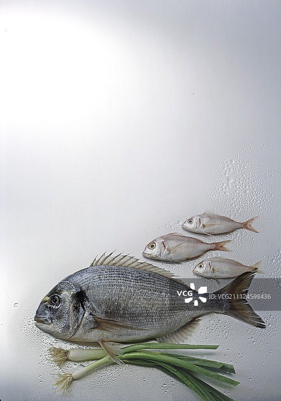 皇家鲷鱼与三条鲷鱼白色背景图片素材