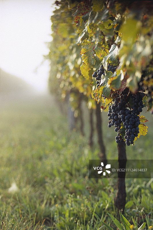 葡萄藤上的梅洛葡萄图片素材