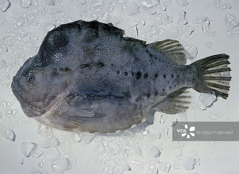 白色背景上的冰镇海兔图片素材