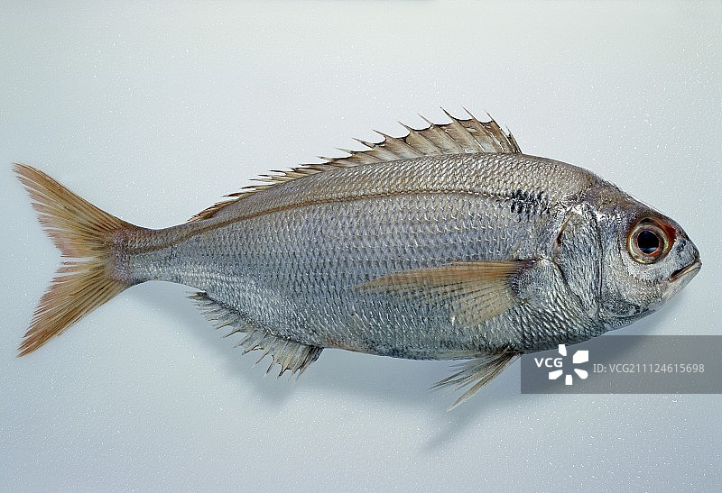 白底上的生鳊鱼图片素材