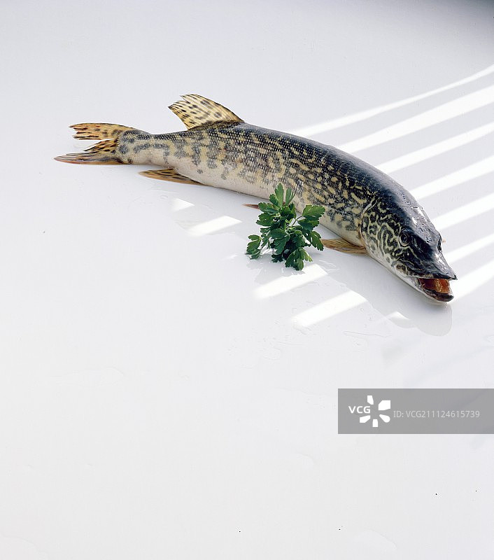白底上的梭鱼和欧芹图片素材