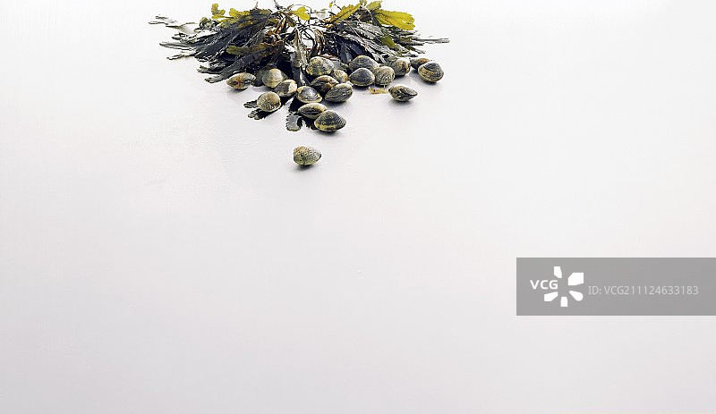 白色背景上的生鲜贻贝、鸟蛤和海藻图片素材