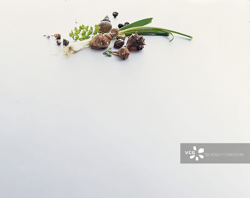 各种海生腹足动物、韭葱和欧芹，白色背景，复制空间图片素材