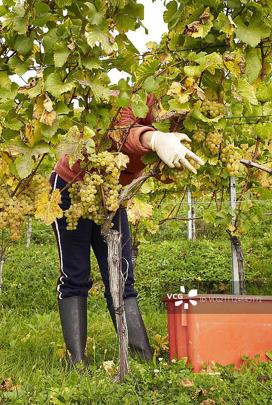 男人在奥地利施蒂利亚的葡萄园工作图片素材