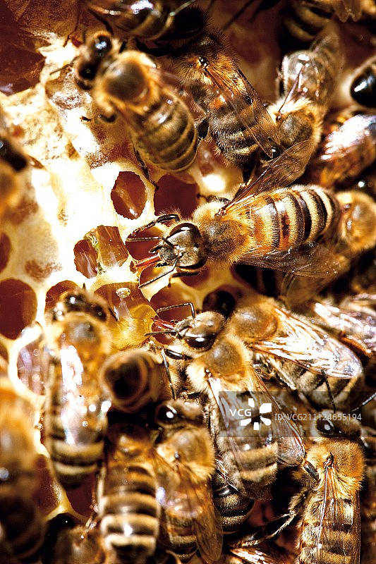 蜂群特写图片素材