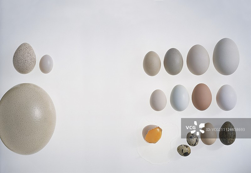 白色背景上的不同种类鸡蛋图片素材