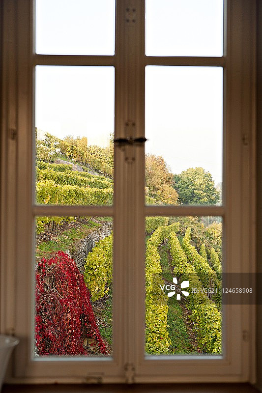 山坡上透过窗户看到的葡萄园景观图片素材