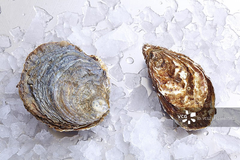 冰上的европейский 扁平牡蛎和太平洋杯状牡蛎图片素材