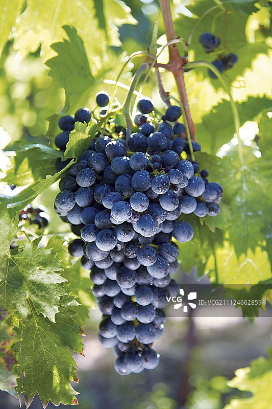 西班牙安达卢西亚的红色葡萄图片素材