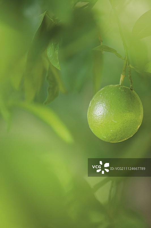 树上新鲜青柠特写图片素材