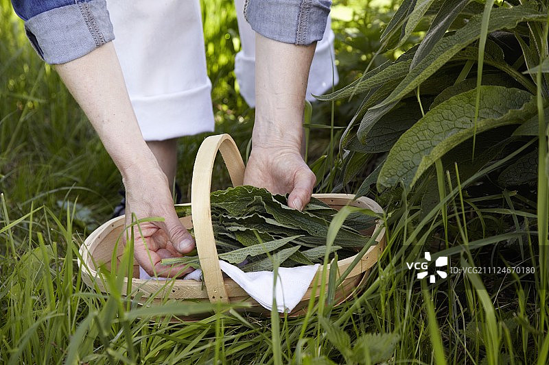 一名妇女正在采摘紫草图片素材