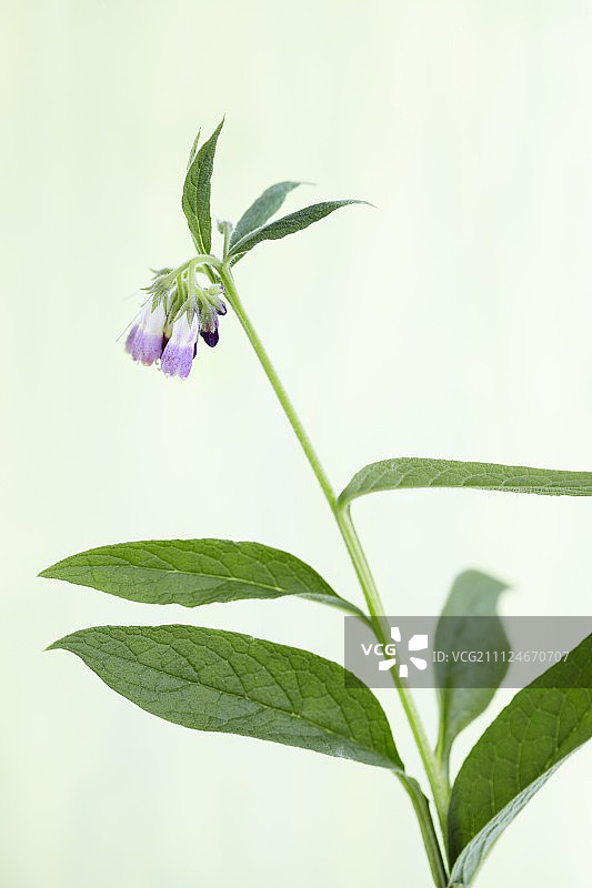 开花的紫草图片素材