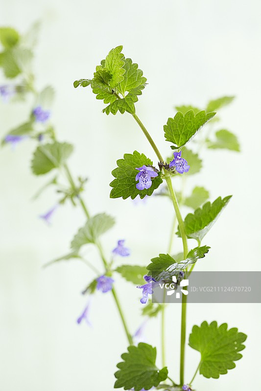 开花的 ground ivy图片素材