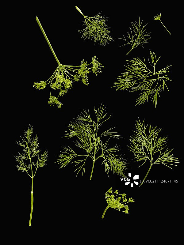 黑色背景上的莳萝叶和花图片素材