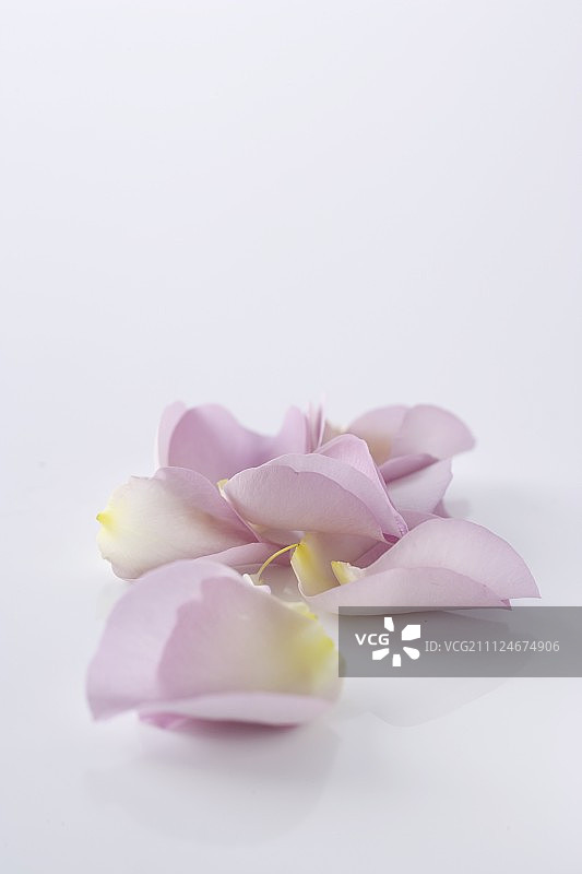 白色背景上的粉色和白色玫瑰花瓣特写图片素材