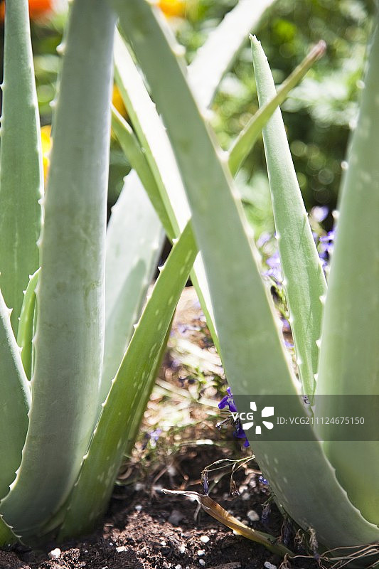 芦荟植物特写图片素材