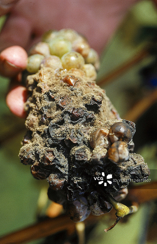 葡萄上的灰霉病菌特写图片素材