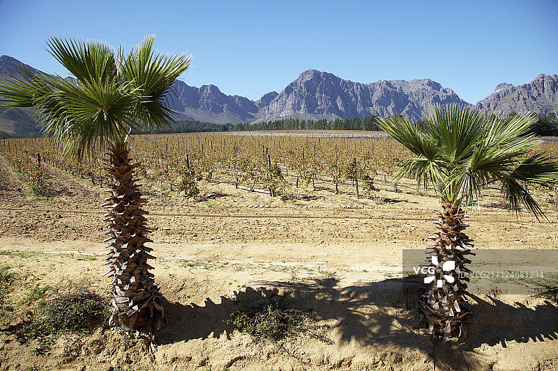 南非阿散蒂酒庄葡萄园和山脉景观图片素材