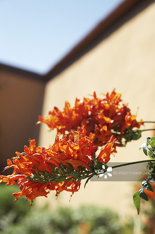 南非阿散蒂酒庄的橙色花朵特写图片素材