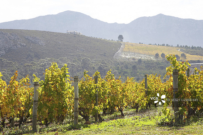 南非布查德·芬利森酒庄葡萄园景色图片素材
