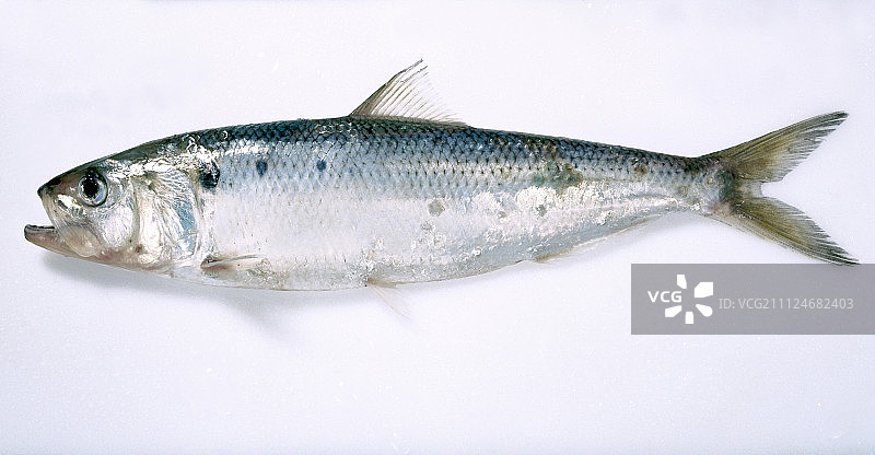 白色背景上的生西鲱鱼特写图片素材