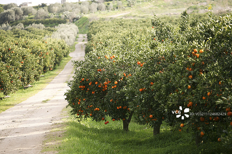 穿过意大利橘子树的泥路图片素材