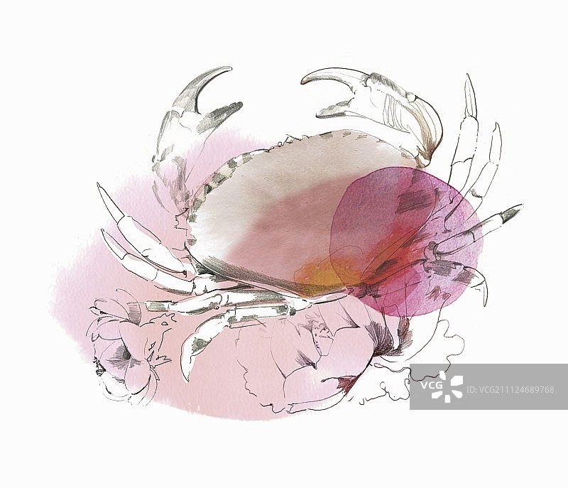 巨蟹座星座插画图片素材