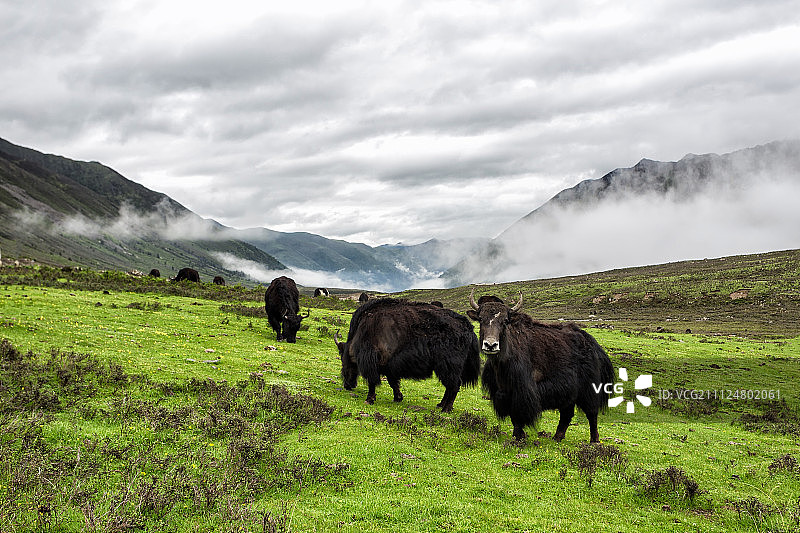 八美草原风光图片素材