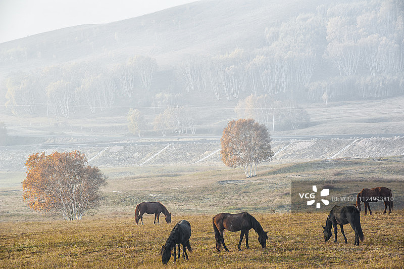 秋天的草原清晨图片素材