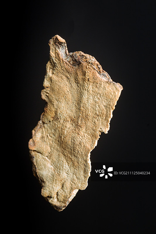 土茯苓图片素材