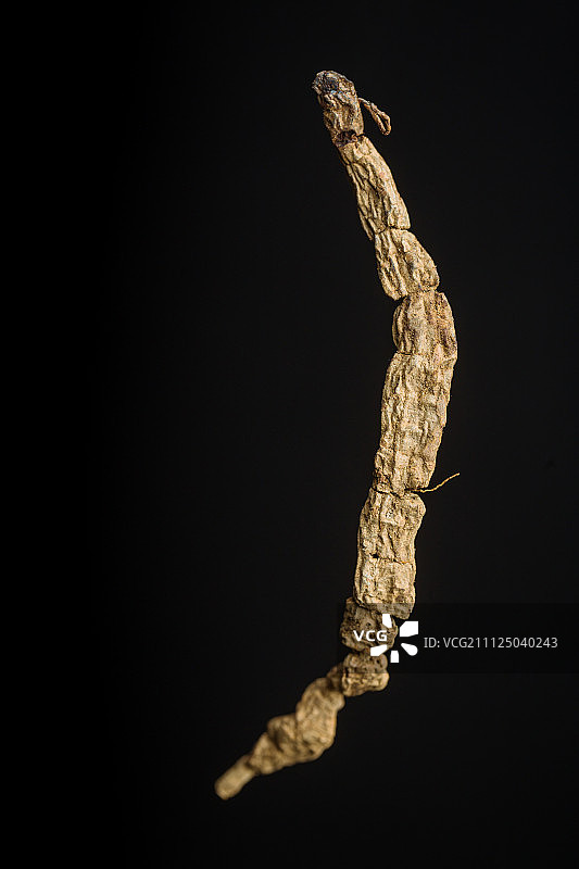 巴戟天图片素材