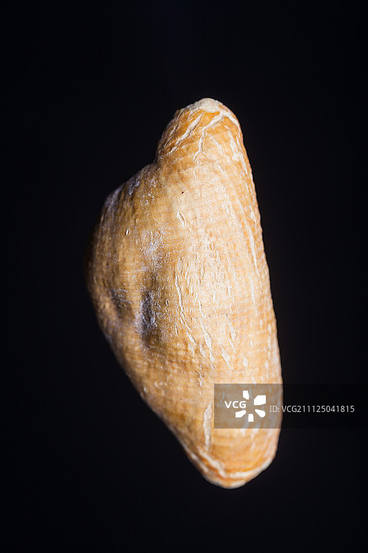 穿山甲图片素材